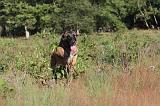 MALINOIS 044